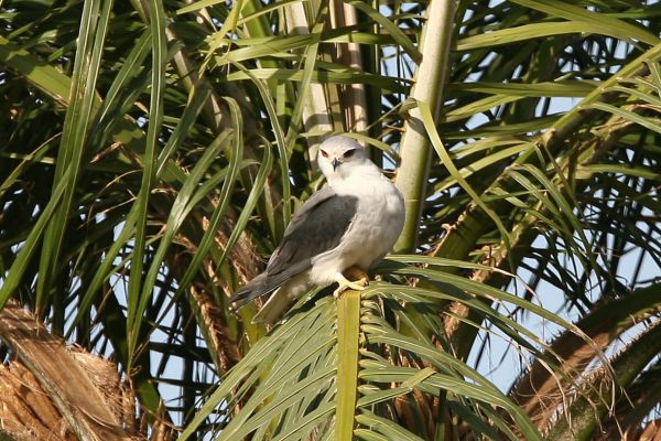 Black-shouldered Kite
