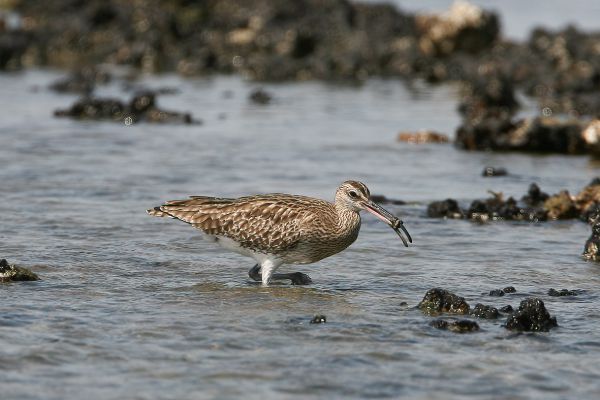  Whimbrel