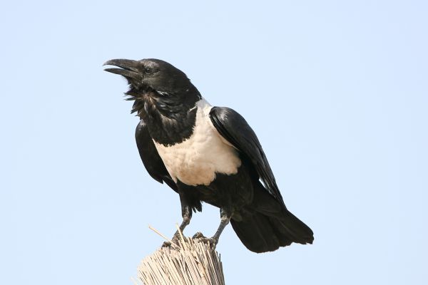 Pied Crow