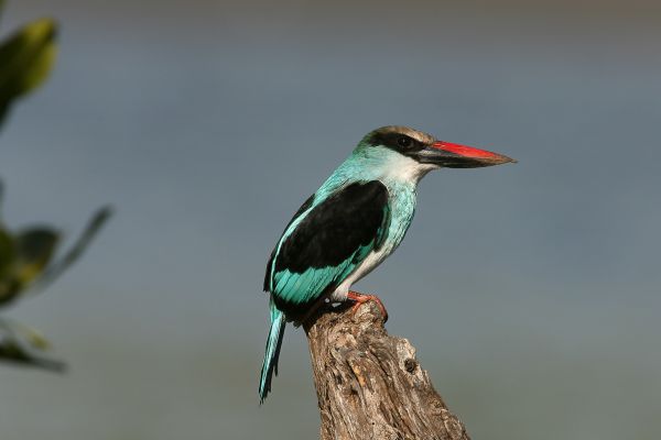 Blue-breasted Kingfisher