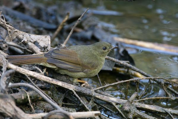  Little Greenbul