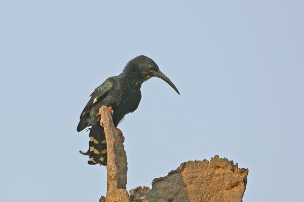 Green Woodhoopoe