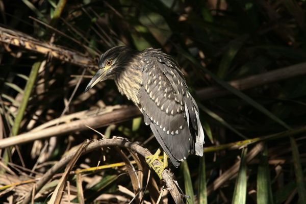 Black-crowned Night-Heron