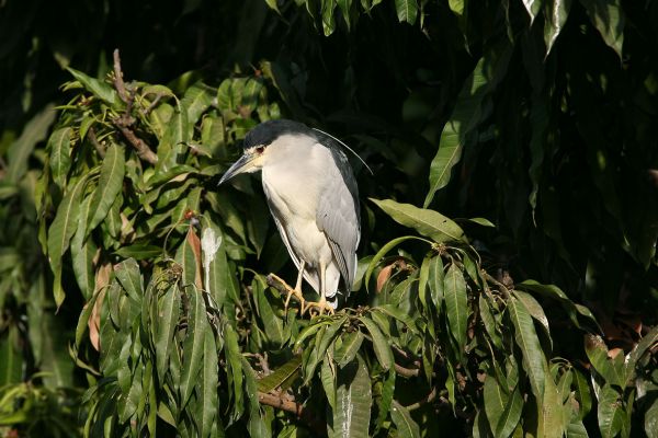 Black-crowned Night-Heron