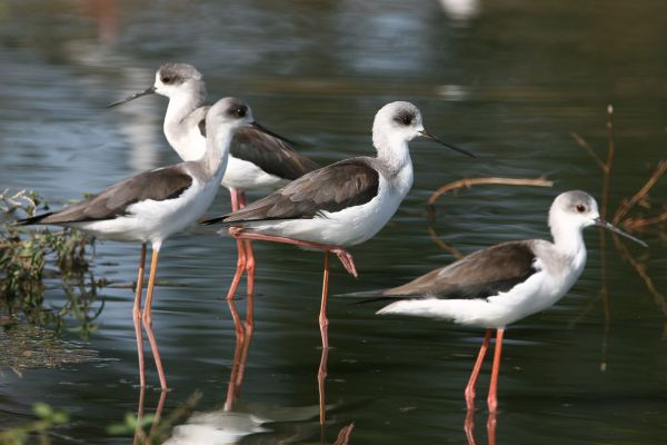 Black-winged Stilt