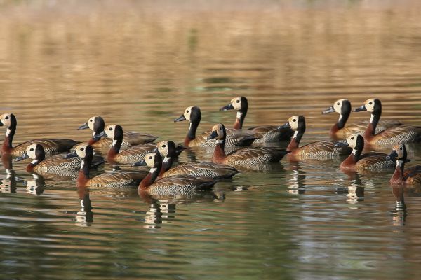 White faced whistling duck