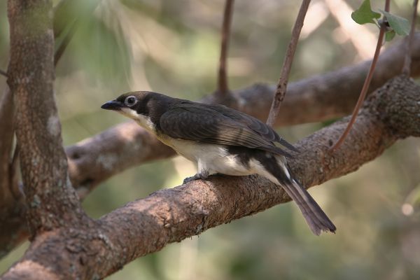 Greater Honeyguide