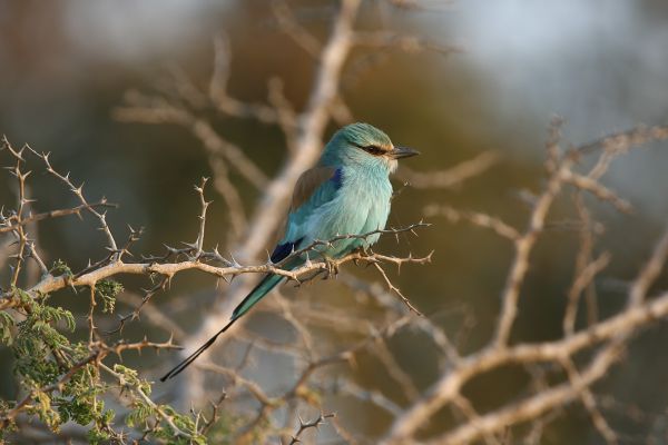 Abyssinian Roller