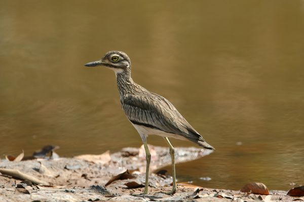Senegal Thick-knee