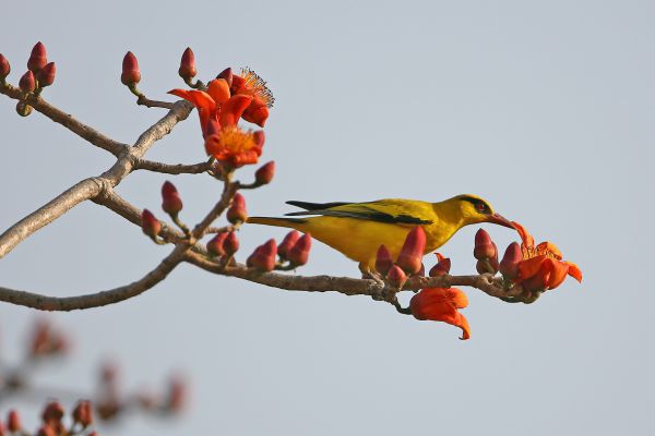  African Golden-Oriole
