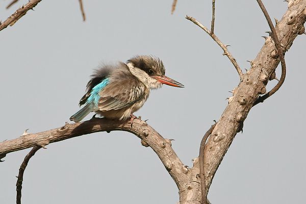 Striped Kingfisher
