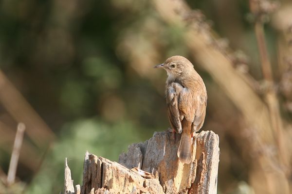 Great Reed-Warbler