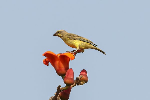Yellow-fronted Canary