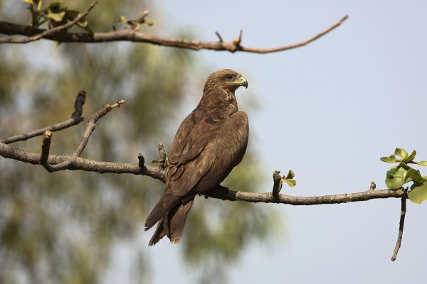 Black Kite