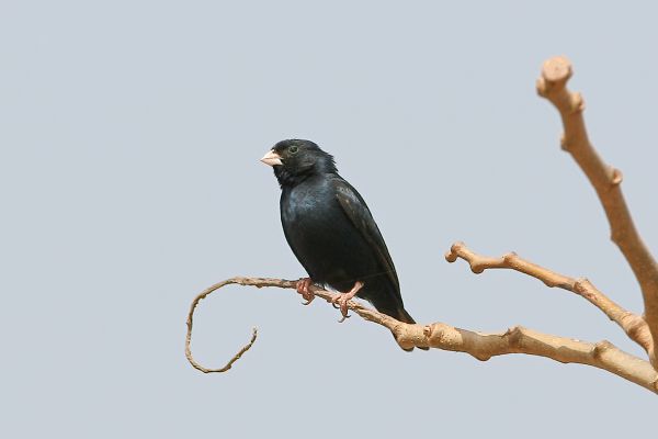  Village Indigobird