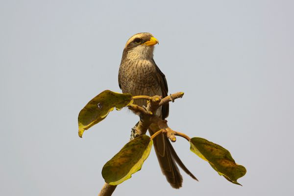 Yellow-billed Shrike