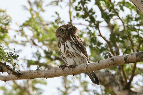 Pearl-spotted Owlet