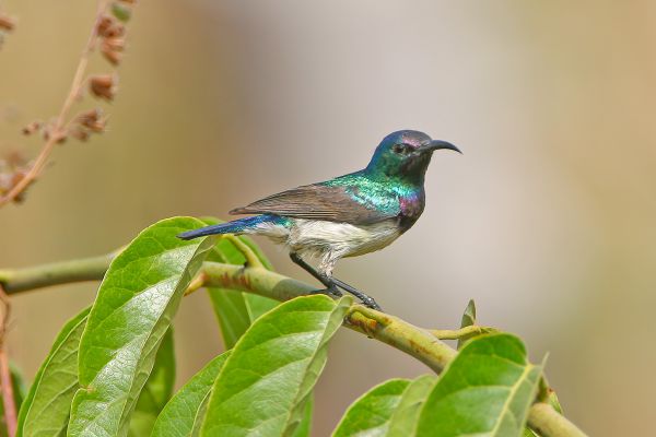  Variable Sunbird