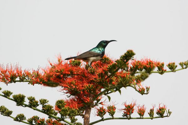 Variable Sunbird