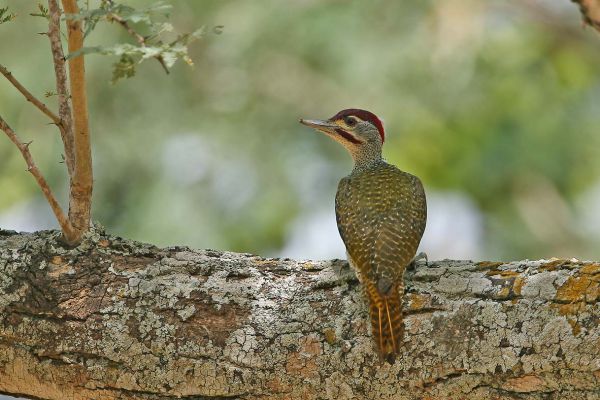 Fine-spotted Woodpecker