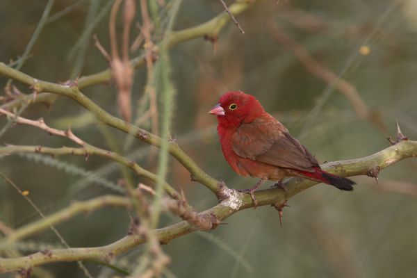 Red-billed Firefinch