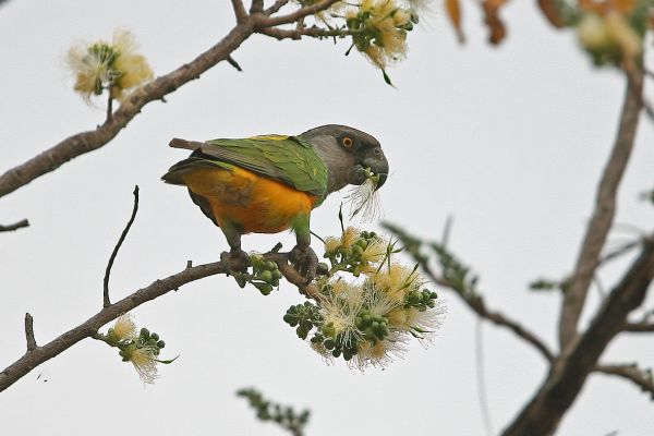Senegal Parrot