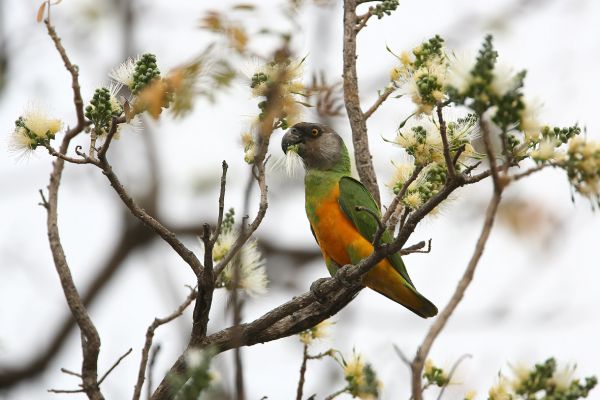 Senegal Parrot