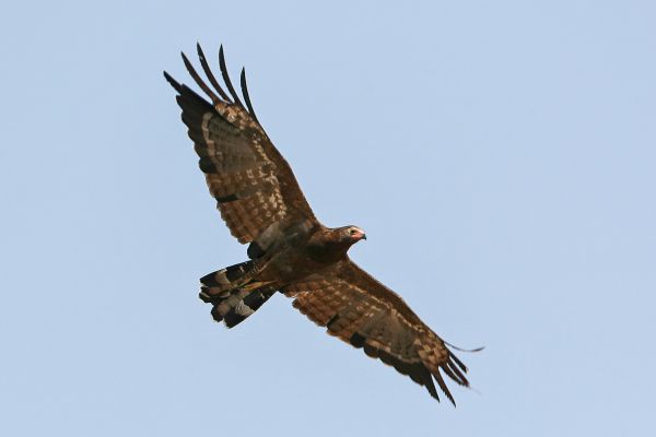 African Harrier-Hawk (