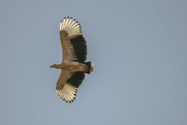 Palm-nut Vulture