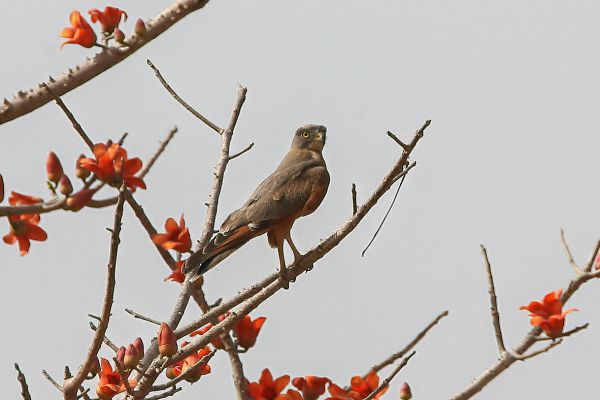 Grasshopper Buzzard