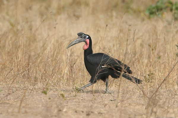 Abyssinian Ground-Hornbill