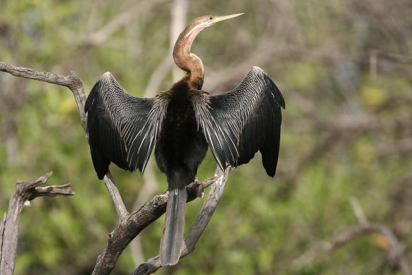 African Darter