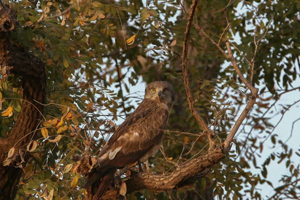 Brown Snake-Eagle