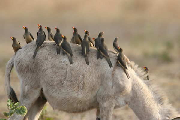 Yellow-billed Oxpecker