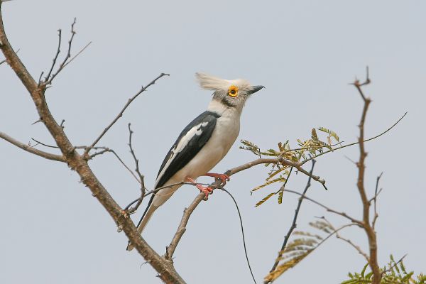 White Helmetshrike