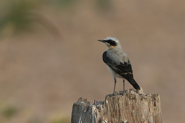 Nothern wheatear