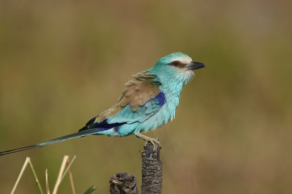  Abyssinian Roller