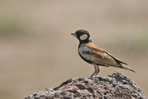Chestnut-backed Sparrow-Lark
