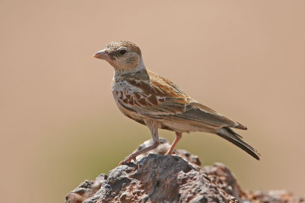 Chestnut-backed Sparrow-Lark