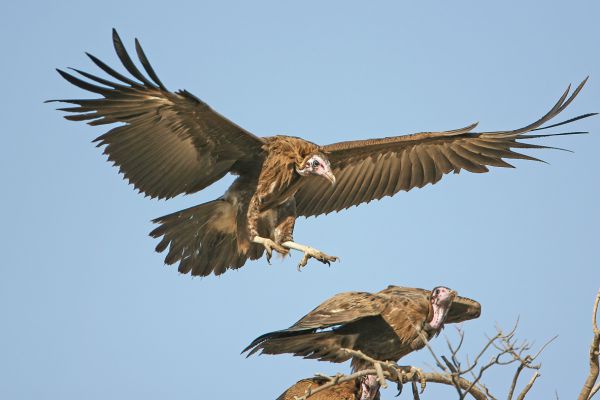 Hooded vulture