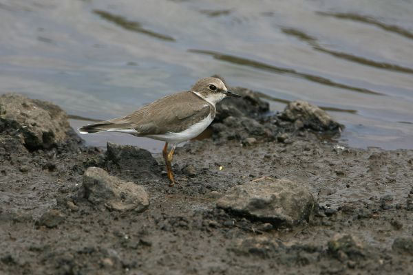 Little Ringed Plover