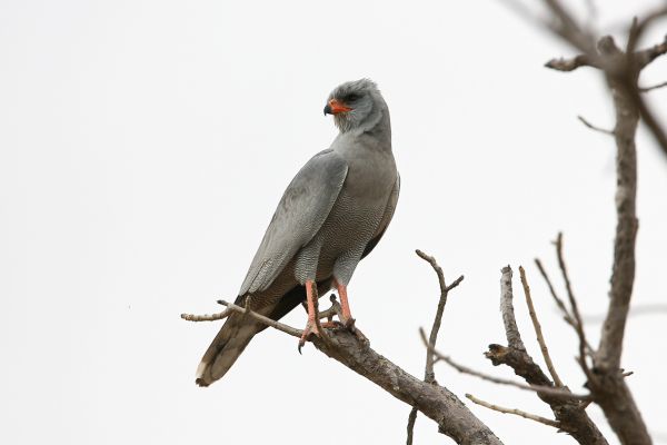 Dark Chanting-Goshawk