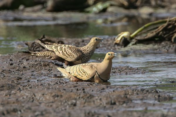 Chestnut-bellied Sandgrouse
