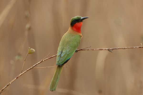 Red-throated Bee-eater