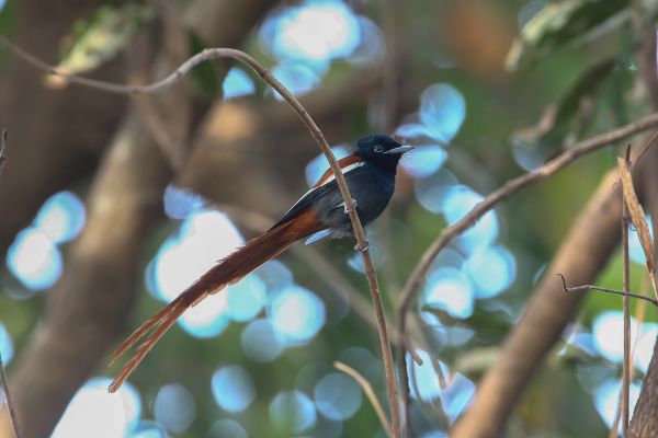 African Paradise-Flycatcher