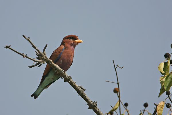 Broad-billed Roller