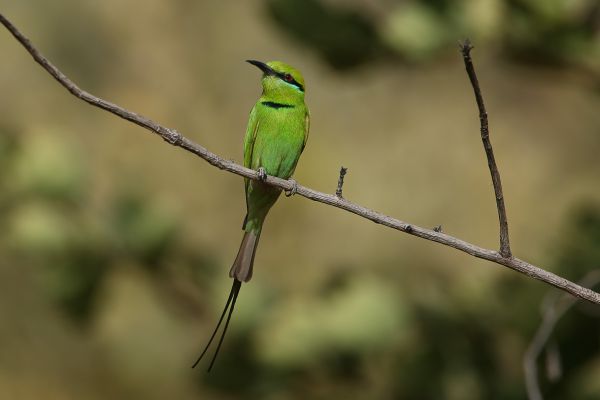  Little Green Bee-eater