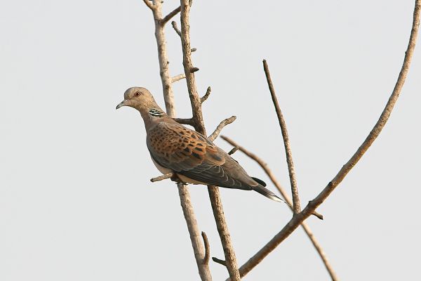 European Turtle-Dove