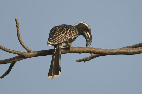 African Grey Hornbill