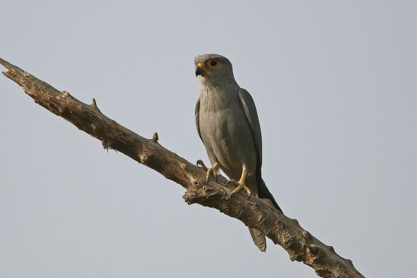 Grey Kestrel